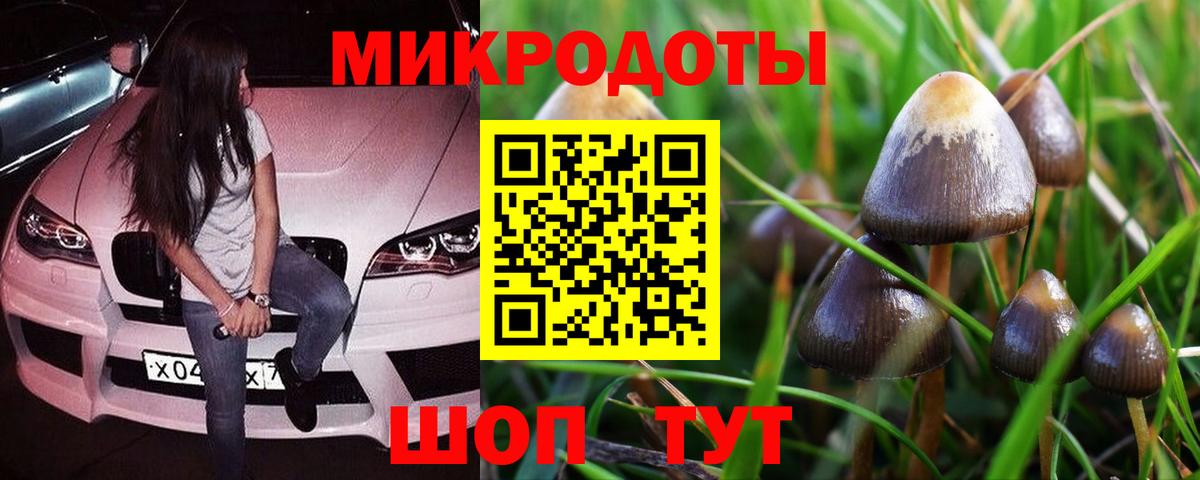 Псилоцибиновые грибы Psilocybe Мценск